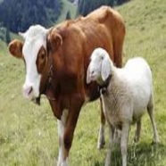 اموزش تخصصی پرورش گاو و گوسفند